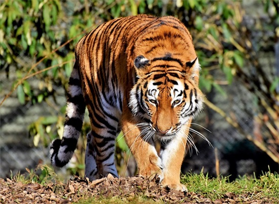 “初生牛仔不怕虎,双数合单灵马现”猜是什么最佳生肖,揭秘解析落实