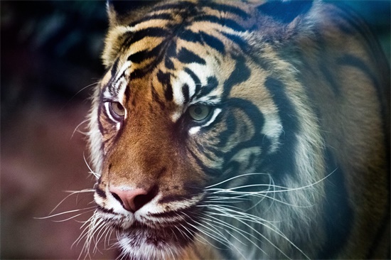 标准解释：观过知仁指打猜一精准最佳生肖生肖，成语解释落实