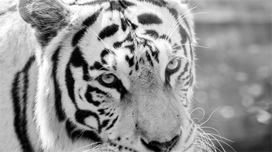 “今期羊猪兔出特，未问诰花金五色”指打一准确精准生肖代表什么生肖|打一最佳准确生肖词语解释